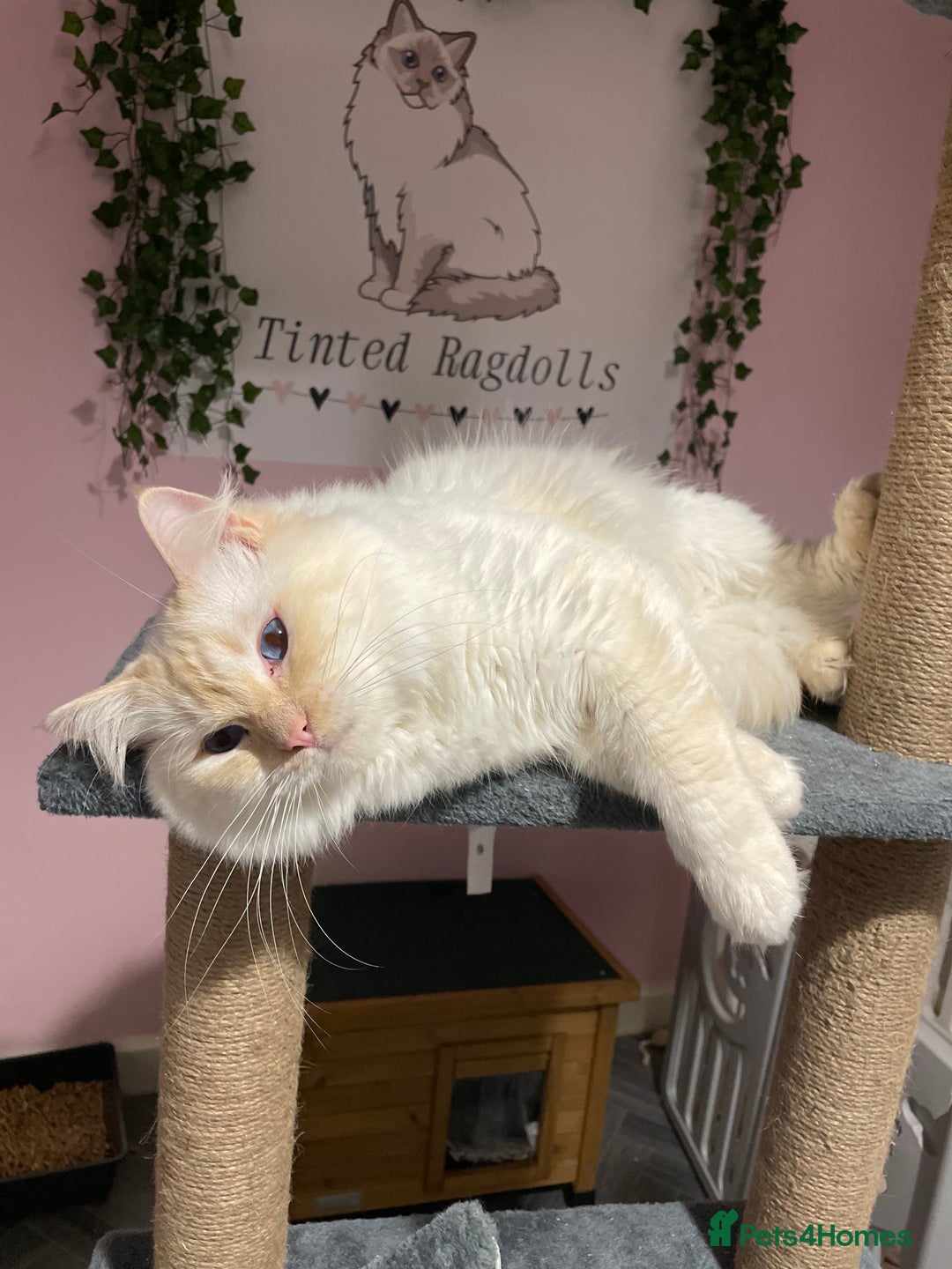 Ragdoll cats for stud: Flame point Ragdoll STUD GCCF & TICA in Pontypridd - Image 3