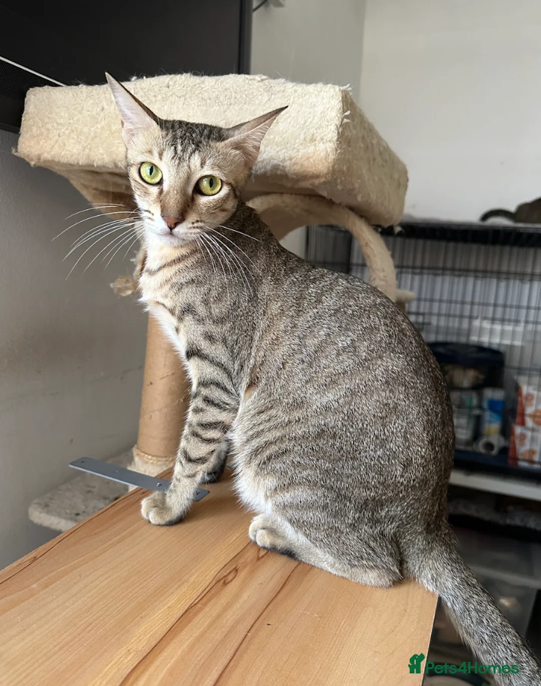 Arabian Mau cats for adoption: Female Tabby Cat for Indoor Adoption - Advert 5