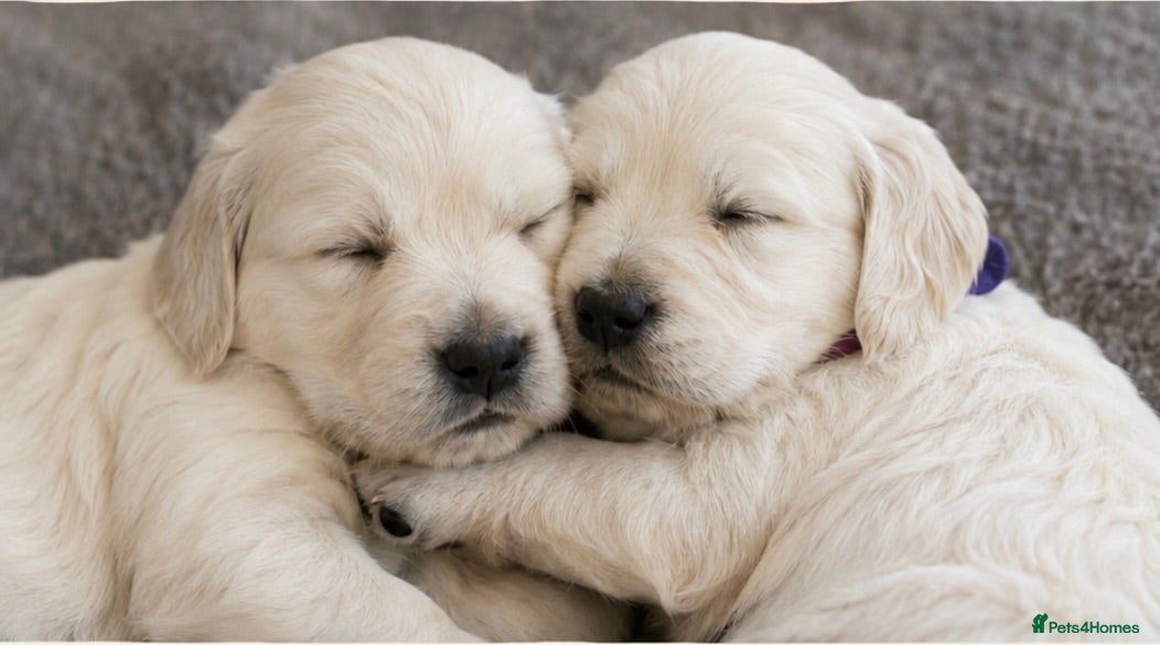 Golden Retriever dogs KC Registered Golden Retriever Puppies - Advert 2
