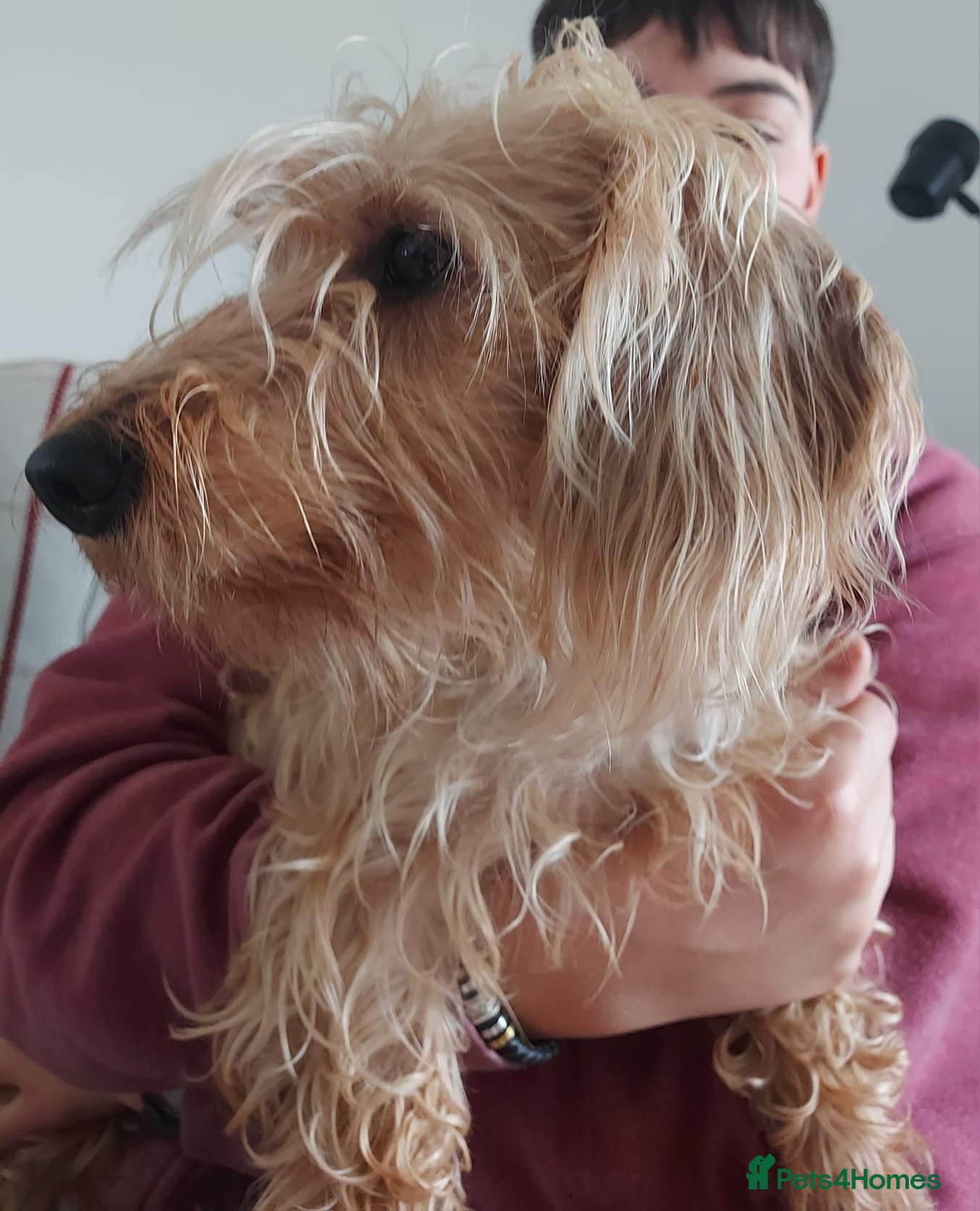 Dachshund dogs KC Standard silky wirehaired Daschund - KC reg. - Advert 2