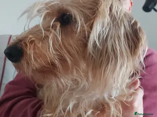 Dachshund dogs KC Standard silky wirehaired Daschund - KC reg. - Advert 1