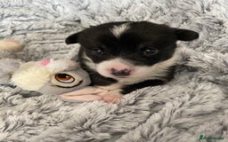 Welsh Corgi Cardigan dogs for sale: WELSH CARDIGAN CORGI BABIES FROM 5 ⭐ LICENSED HOME - Image 23