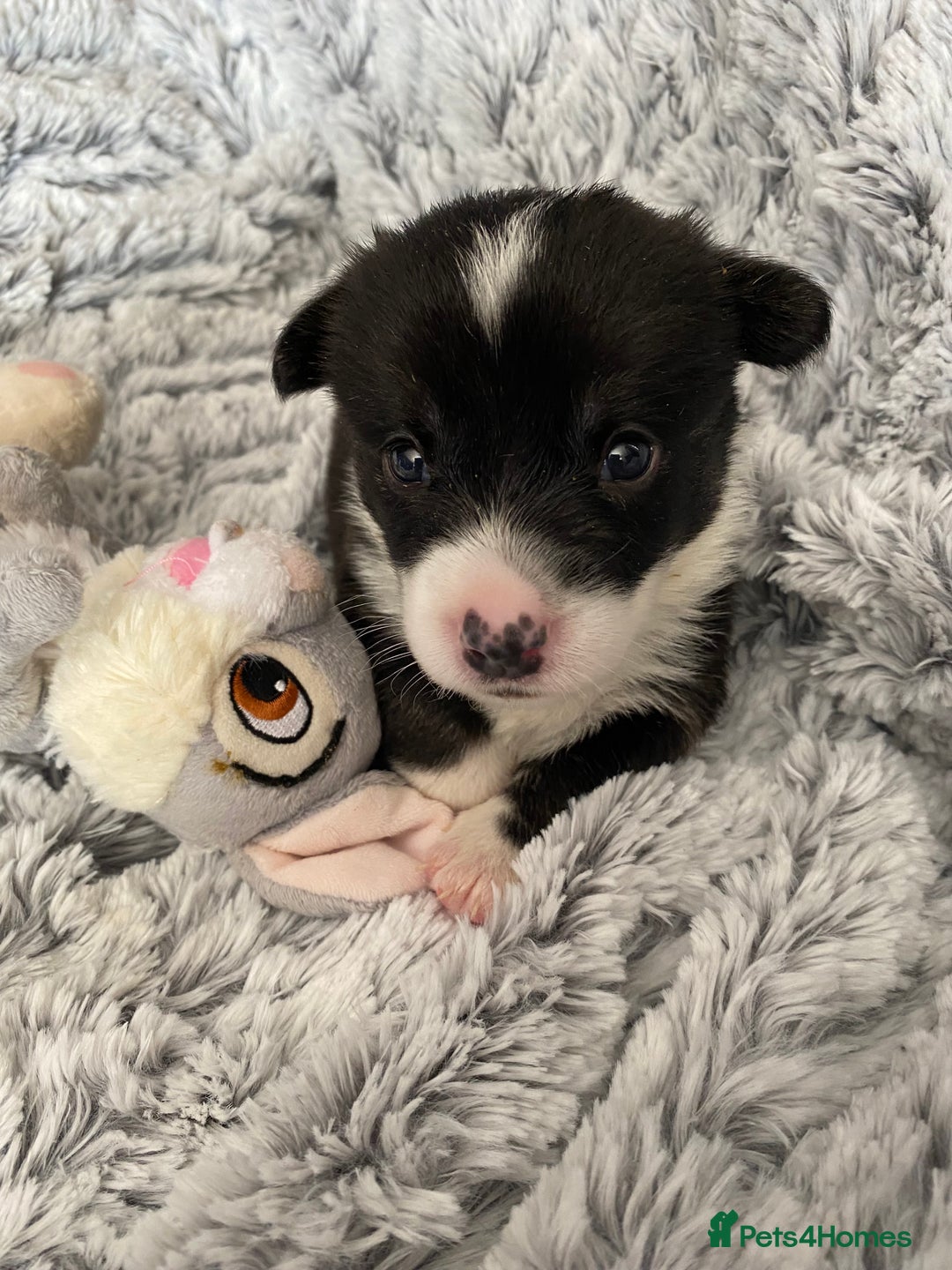 Welsh Corgi Cardigan dogs for sale: WELSH CARDIGAN CORGI BABIES FROM 5 ⭐ LICENSED HOME - Image 23