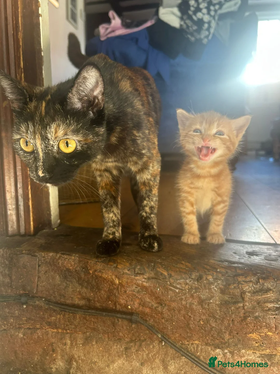 Mixed Breed cats for sale: Ready to leave Xbreed beautiful kittens - Advert 14