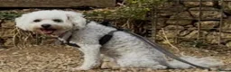 Maltipoo dogs for sale: Gorgeous, loving Abby in Northolt - Advert 4
