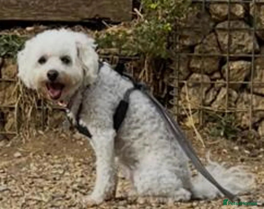Maltipoo dogs for sale: Gorgeous, loving Abby in Northolt - Advert 4