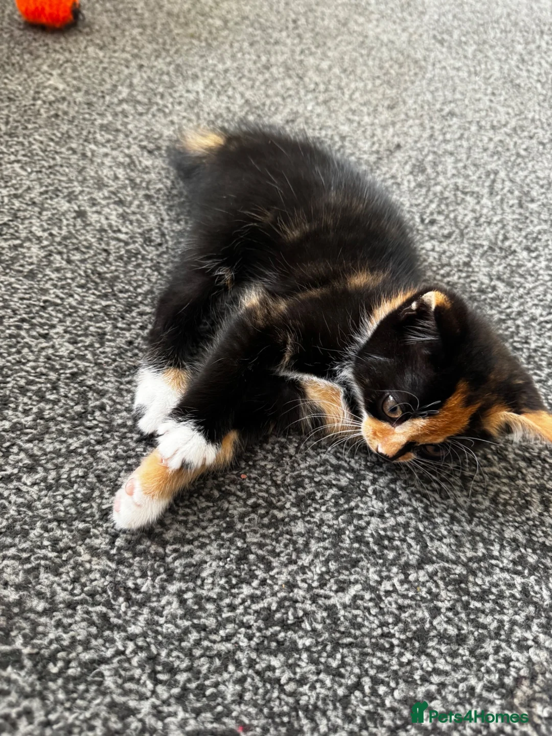 British Shorthair cats for sale: two very sweet male kittens  - Advert 2