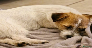 Jack Russell dogs KC registered Rough Coated Jack Russell Puppies  - Advert 5