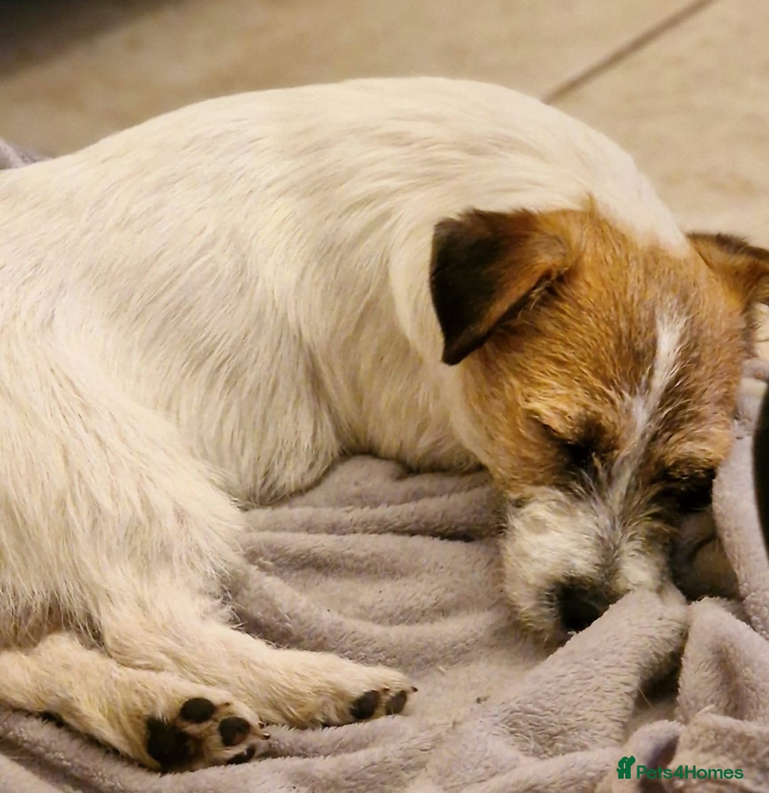 Jack Russell dogs for sale: KC registered Rough Coated Jack Russell Puppies  - Advert 2