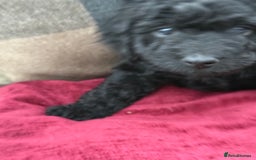 Cockapoo dogs for sale: F1 Cockapoo's - Image 36