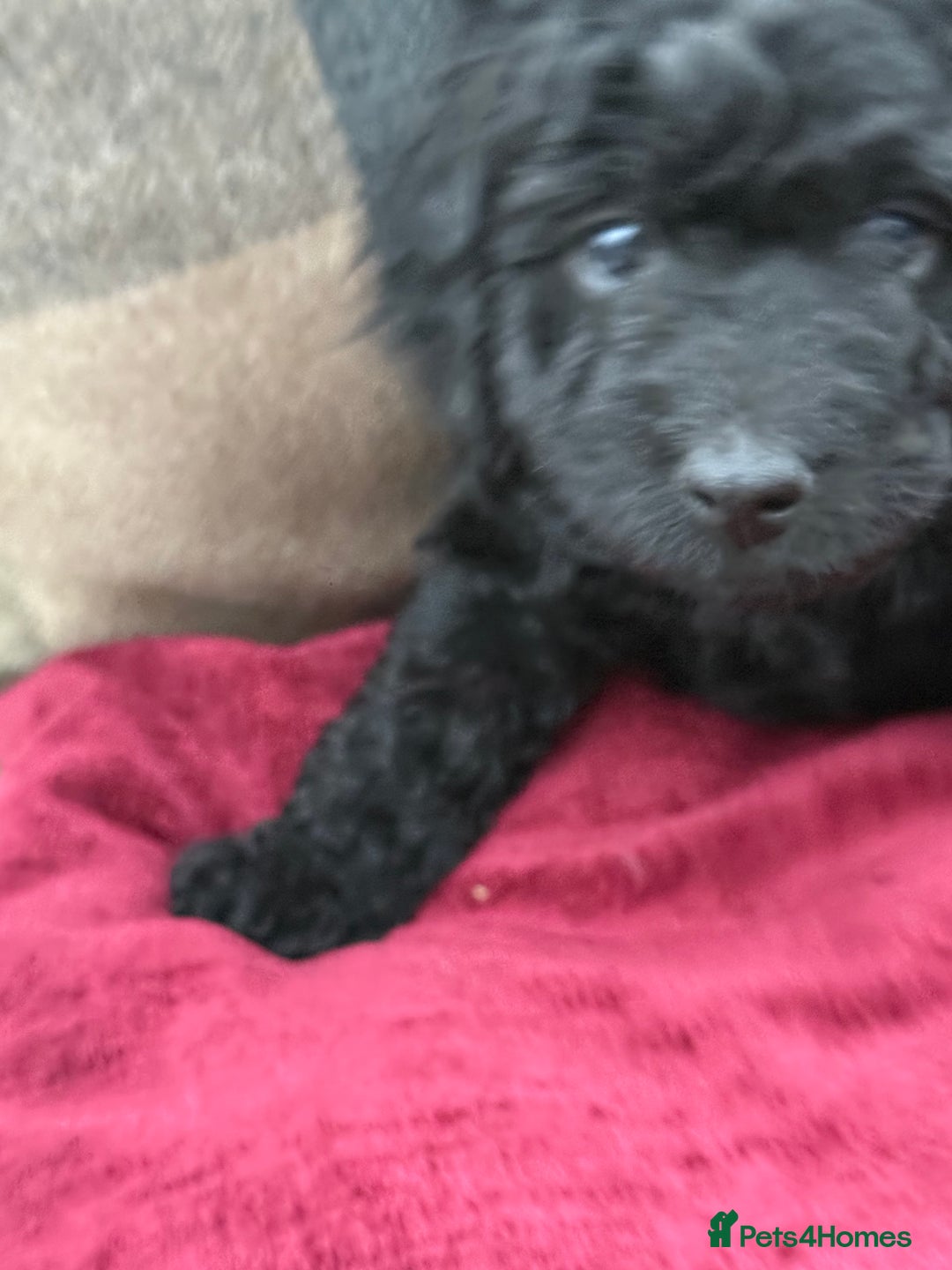 Cockapoo dogs for sale: F1 Cockapoo's - Image 36