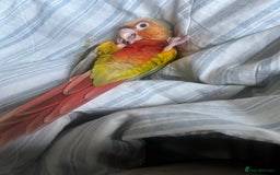 Conures birds for sale: Looking for loving home for mango ! - Image 4