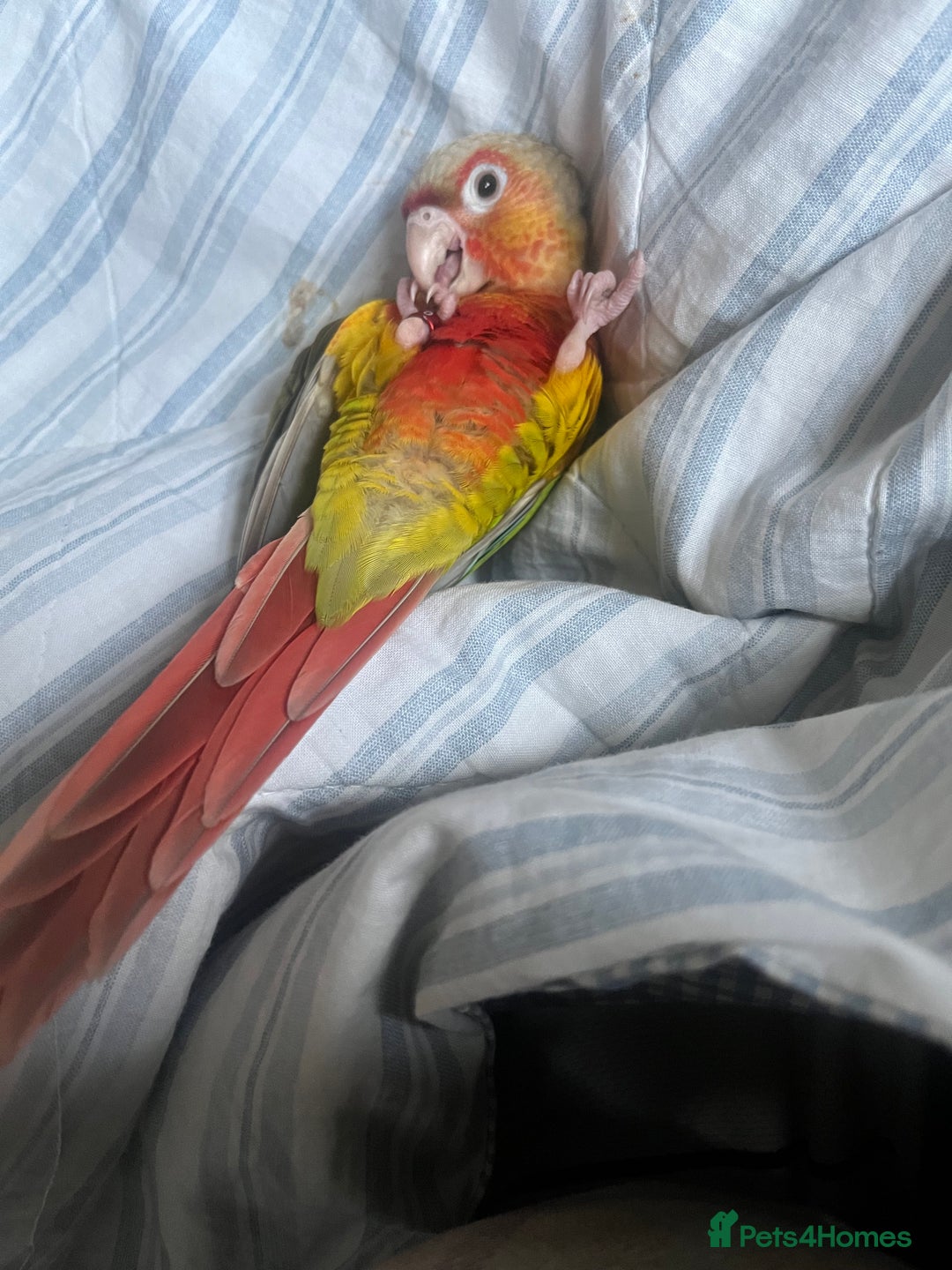Conures birds for sale: Looking for loving home for mango ! - Image 4