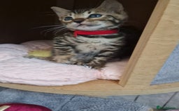 Bengal cats for sale: Pure Bengal kittens ❤️  - Image 6