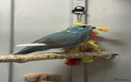 Parakeets birds for sale: Kakarikis for sale - Image 1