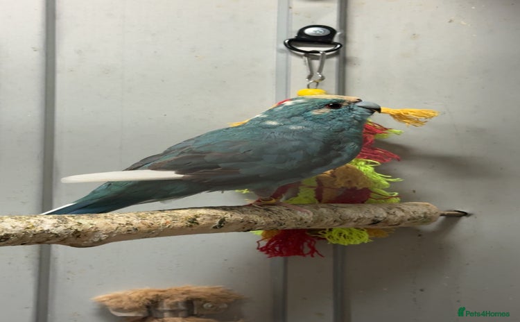 Parakeets birds - Advert 2