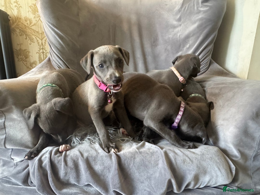 Whippet dogs for sale: Beautiful KC Reg Blue Whippet puppies - Image 26