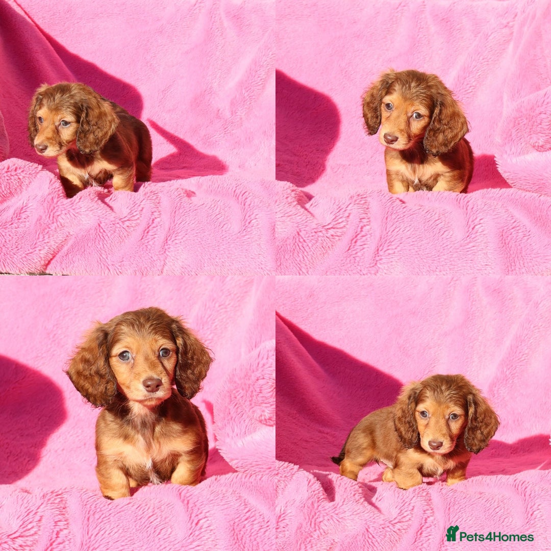 Miniature Dachshund dogs for sale: Kc long hair mini dachshunds  - Advert 6