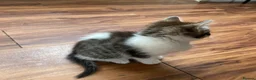 Mixed Breed cats for sale: Adorable kittens  - Advert 20