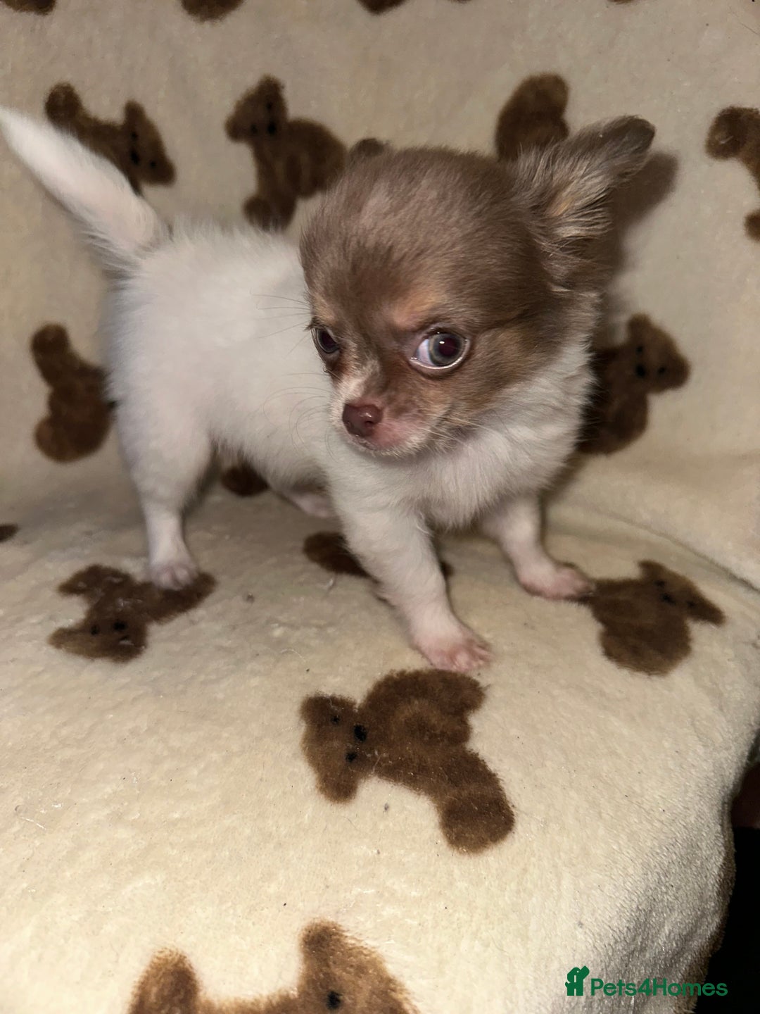 Chihuahua dogs for sale: Ready to go White/Lilac Parti Chihuahua - Advert 3