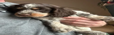 Cocker Spaniel 1