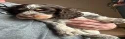 Cocker Spaniel dogs for sale: Beautiful Cocker Spaniel Puppies, Newton Aycliffe  in Newton Aycliffe - Advert 4
