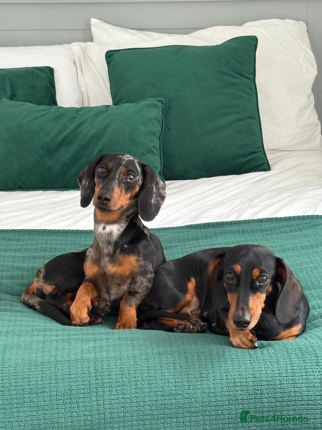 Dachshund dogs for sale: Mica needs a new home- (rehome) - Advert 4