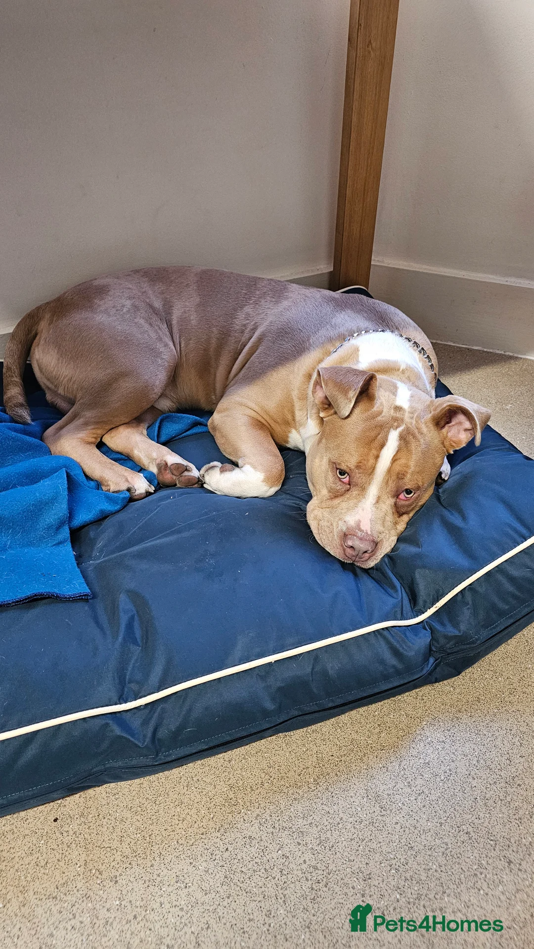 Mixed Breed dogs for sale: Beautiful boy  - Advert 1