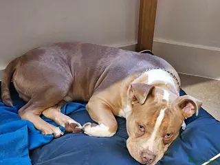 Mixed Breed dogs Beautiful boy - Advert 9