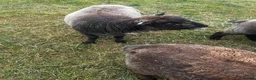 Sheep livestock for sale: 4 ryeland sheep  in Penzance - Advert 5
