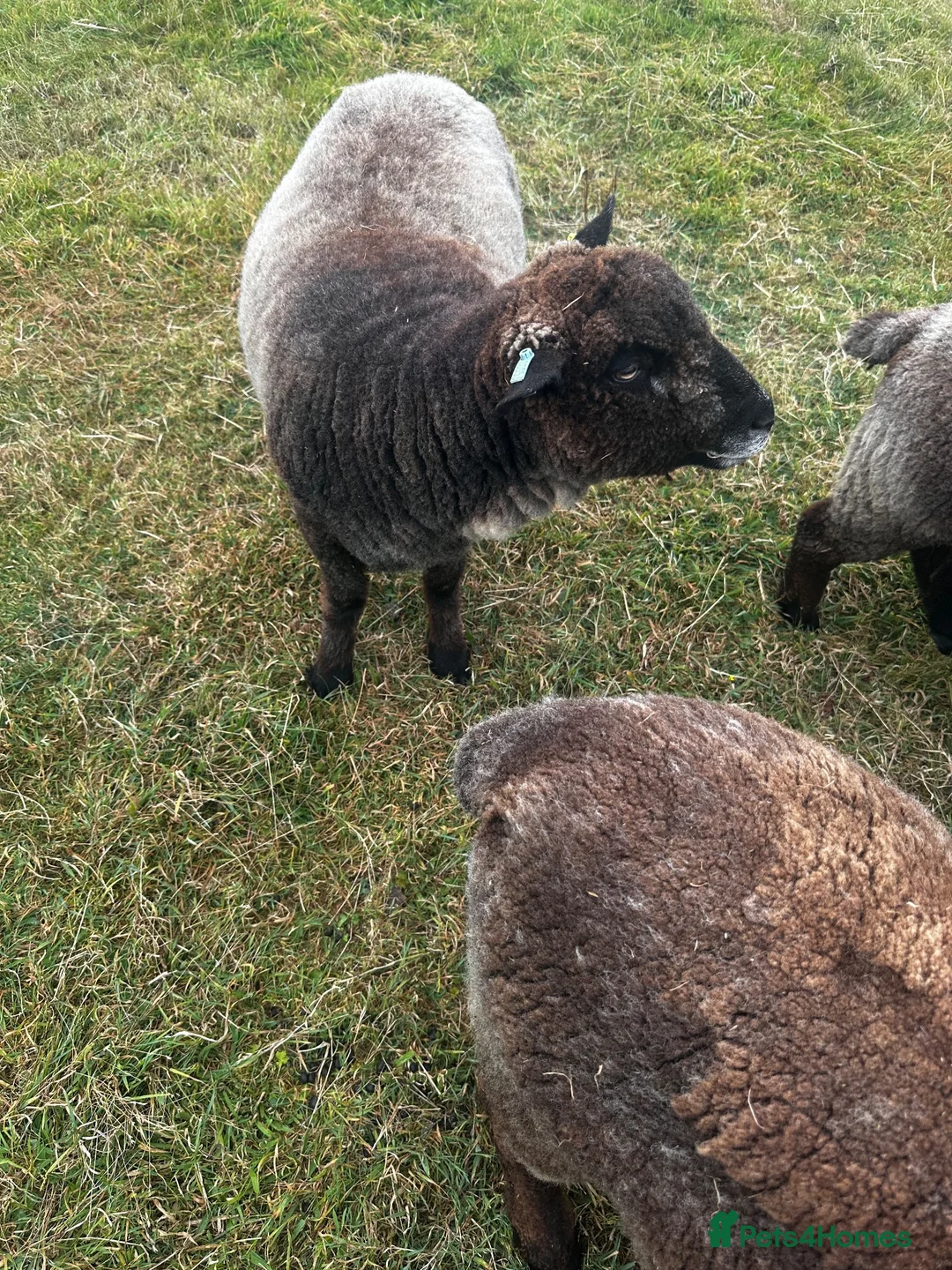 Sheep livestock for sale: 4 ryeland sheep  in Penzance - Advert 5