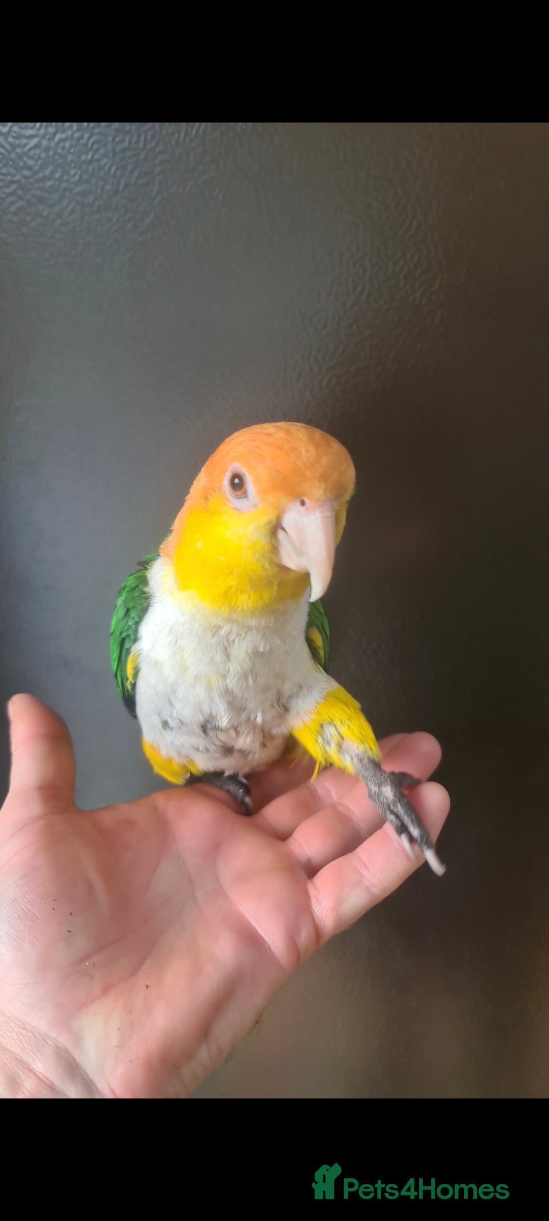 Parrots birds for sale: White Bellied Caique  - Advert 4