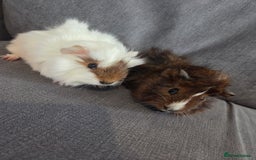 Guinea Pig rodents for sale: Baby guinea pigs - Image 5