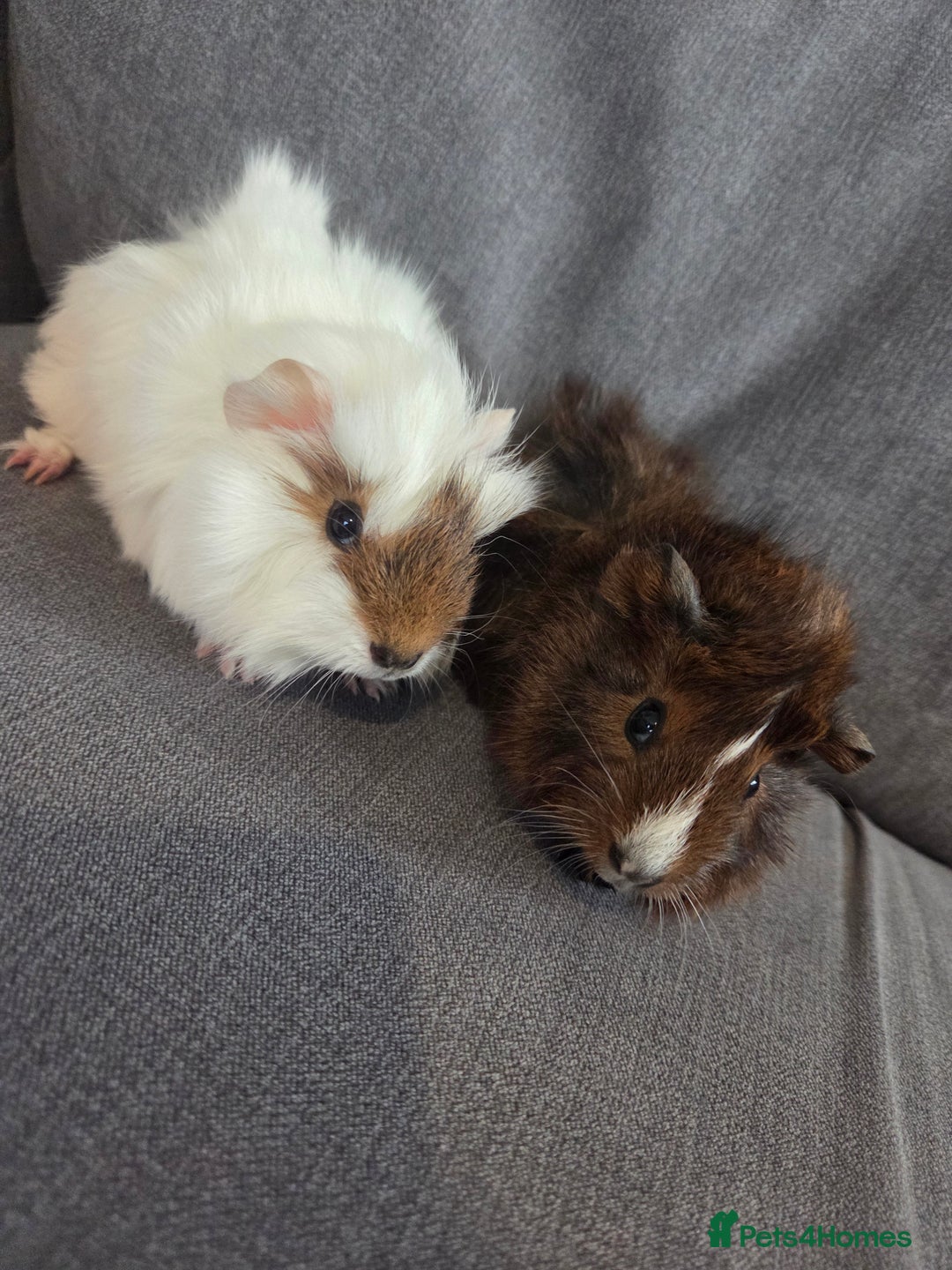 Guinea Pig rodents for sale: Baby guinea pigs - Image 5