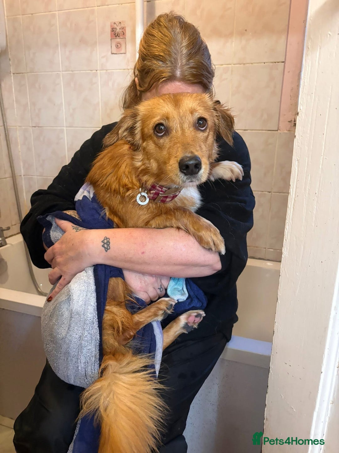 Mixed Breed dogs for adoption: Rose - Norwich Norfolk  - Advert 5