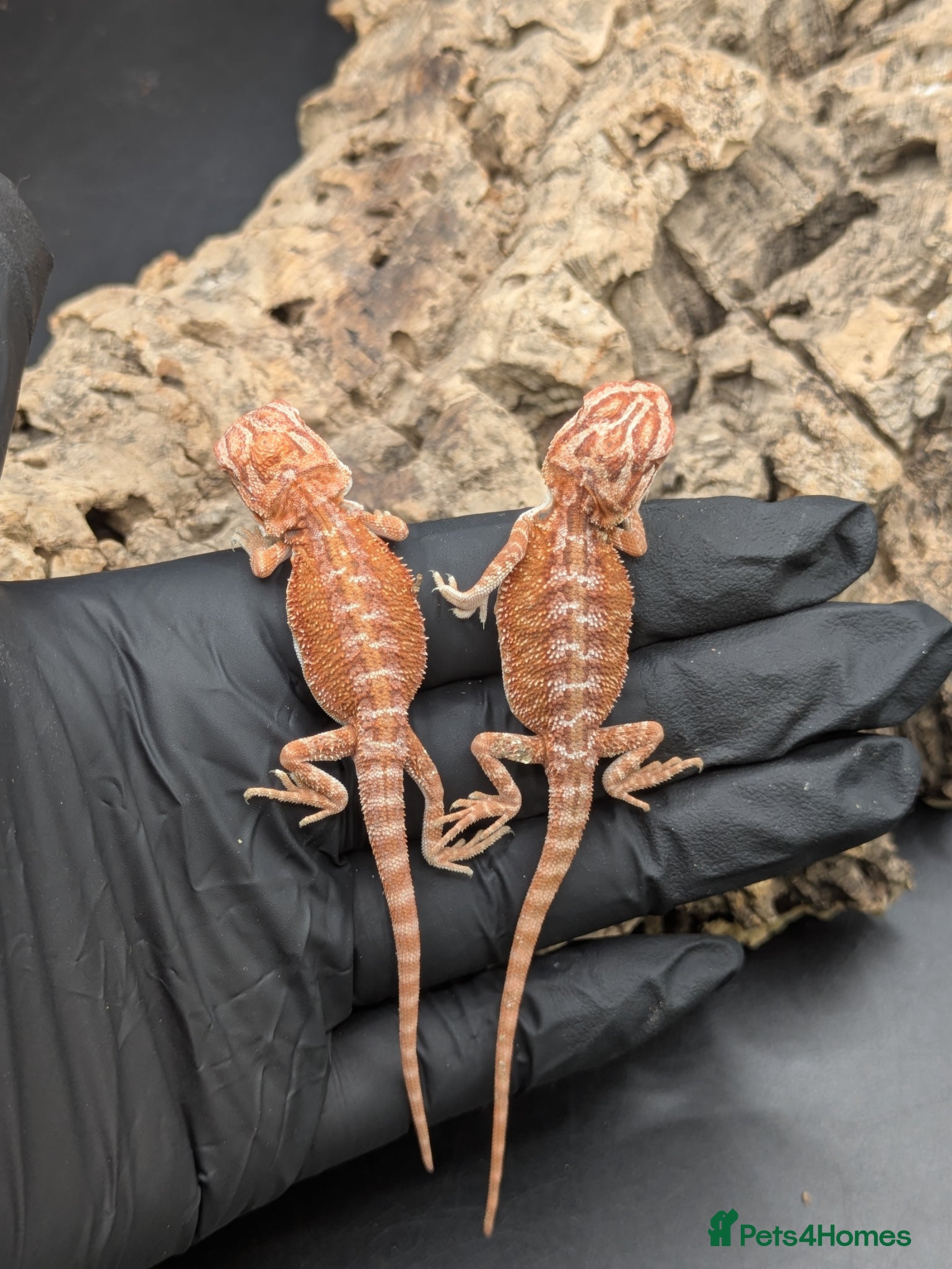 Bearded Dragon reptiles for sale: Mixed bearded dragons - Advert 2