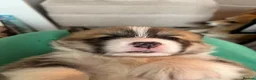 Welsh Corgi Pembroke dogs for sale: Welsh Pembroke Corgi - Advert 20