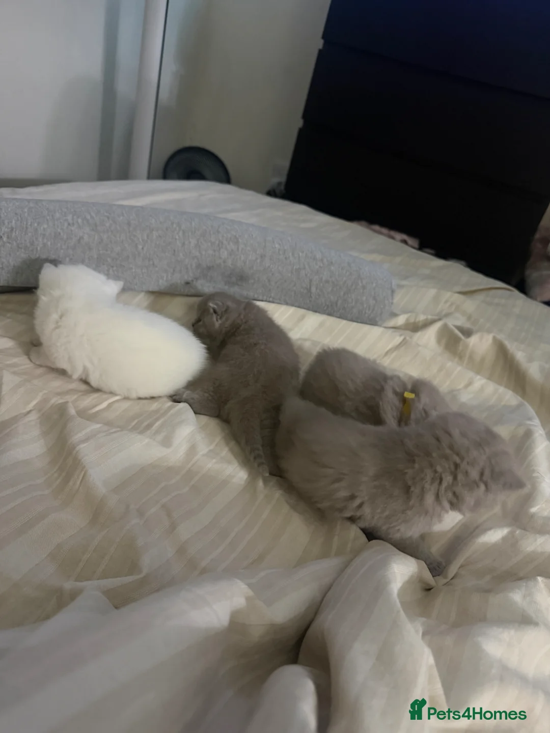 British Shorthair cats for sale: Kitten ready for Loving homes  - Advert 6