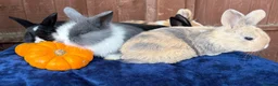 French Lop rabbits for sale: 5 Beautiful French lops  - Advert 3