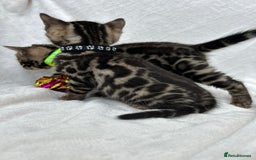 Bengal cats for sale: ❤️ GORGEOUS PURE BENGAL KITTENS ❤️ - Image 37