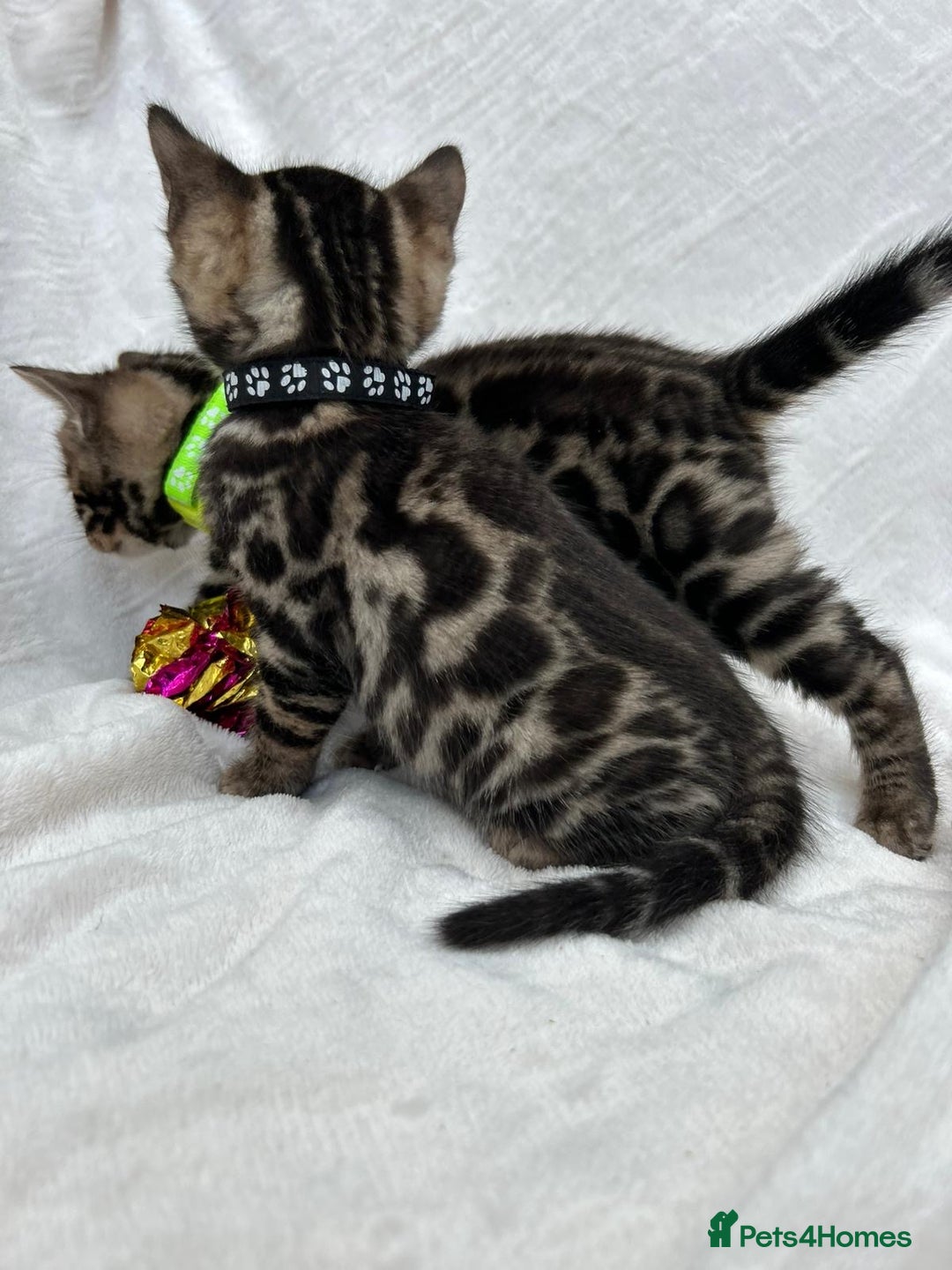 Bengal cats for sale: ❤️ GORGEOUS PURE BENGAL KITTENS ❤️ - Image 37