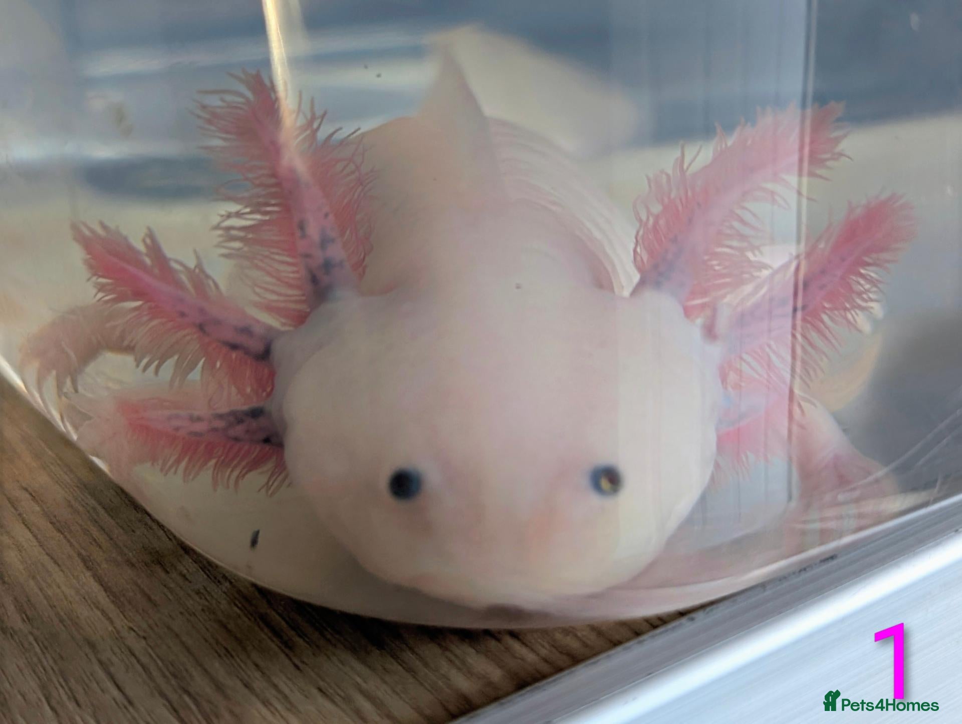 Axolotl reptiles Junior Axolotls - LAST 2 REMAINING - READY NOW! - Advert 2
