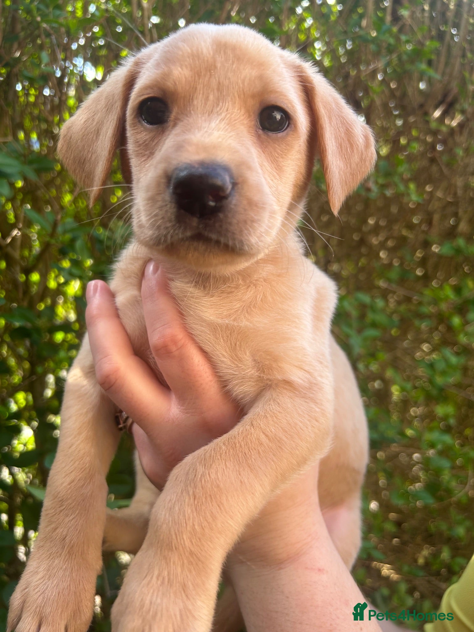 Labrador Retriever dogs Beautiful Labrador girl looking for her new family - Advert 1