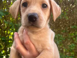 Labrador Retriever dogs Beautiful Labrador girl looking for her new family - Advert 1