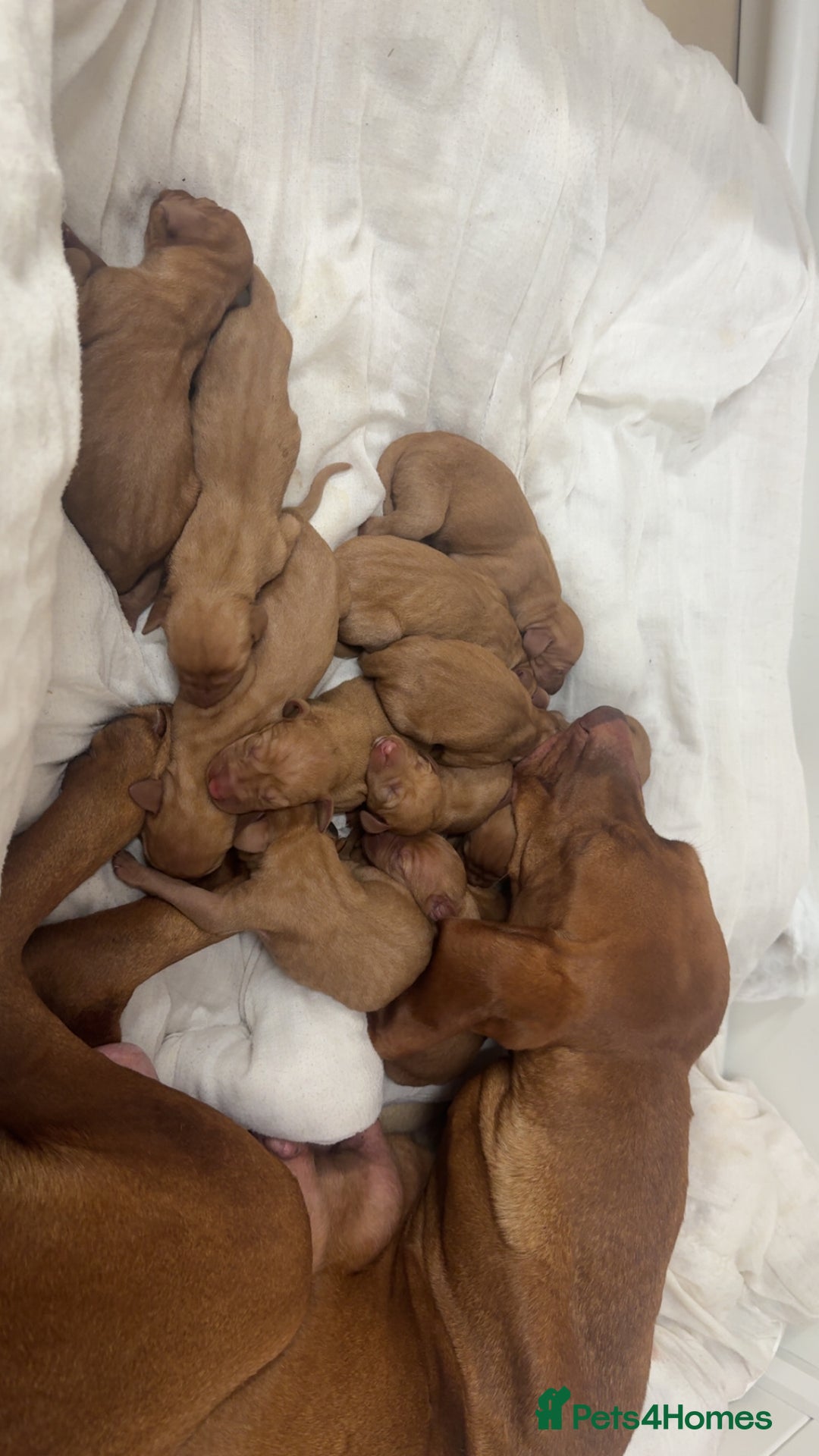 Hungarian Vizsla dogs for sale: Stunning KC Vizsla Pups - Image 10