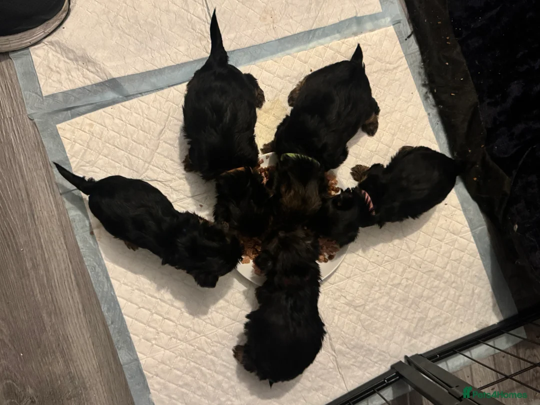 Yorkshire Terrier dogs for sale: Yorkshire Terrier Pup - Male - Advert 5