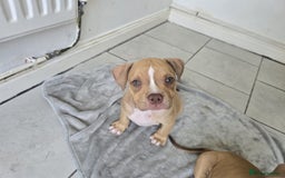 American Bully dogs for sale: Super chunky pocket bullies Ready to leave! - Image 17