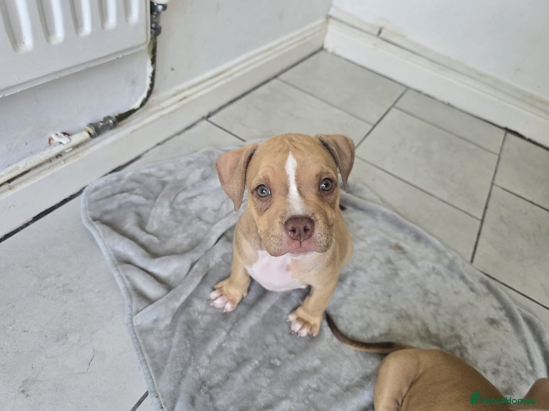 American Bully dogs for sale: Super chunky pocket bullies Ready to leave! - Image 17