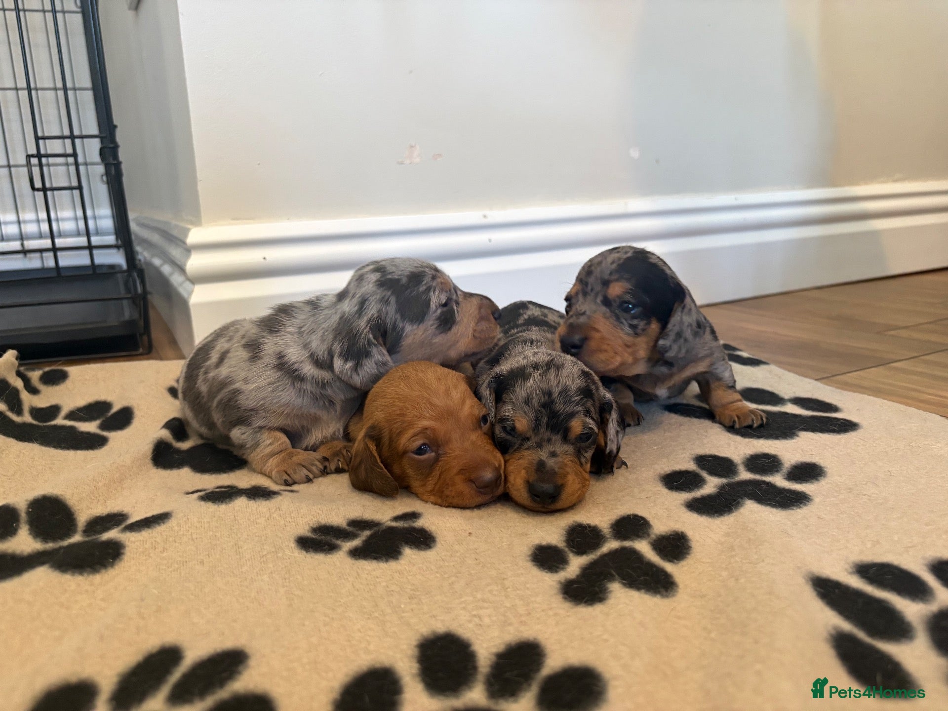 Miniature Dachshund dogs 4 Beautiful KC Reg Miniature Dachshunds - Advert 1