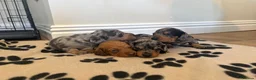 Miniature Dachshund dogs for sale: 4 Beautiful KC Reg Miniature Dachshunds - Advert 1